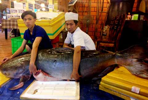 con cá tra dầu dài 2,2m có trọng lượng 200kg