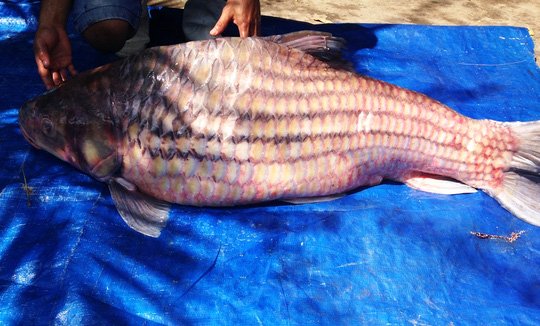 Hình ảnh con cá trà sóc khổng lồ có trọng lượng 60kg được thương lái bán tại TPHCM