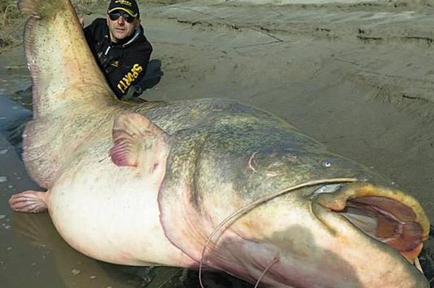 Con cá trê khổng lồ dài 2,67m và nặng 121kg