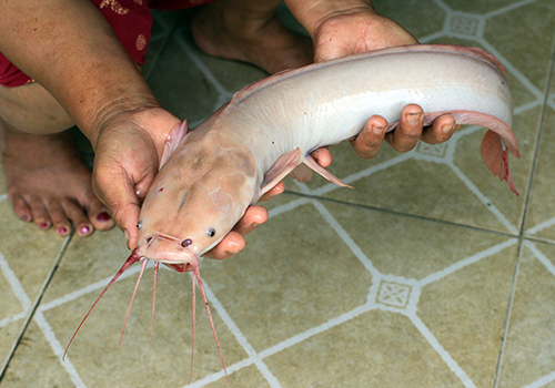 Người dân câu được cá trê trắng ở Đà Nẵng