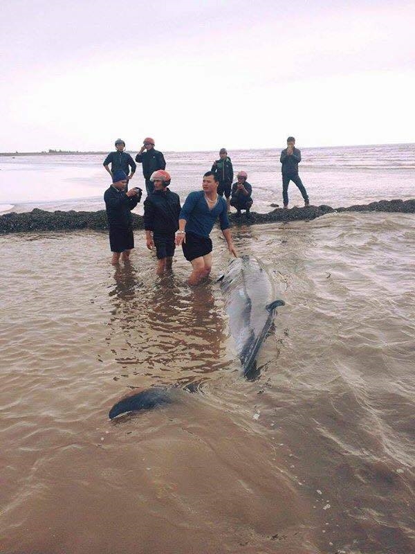 Người dân phát hiện cá voi trôi dạt vào bờ. Ảnh: Facebook