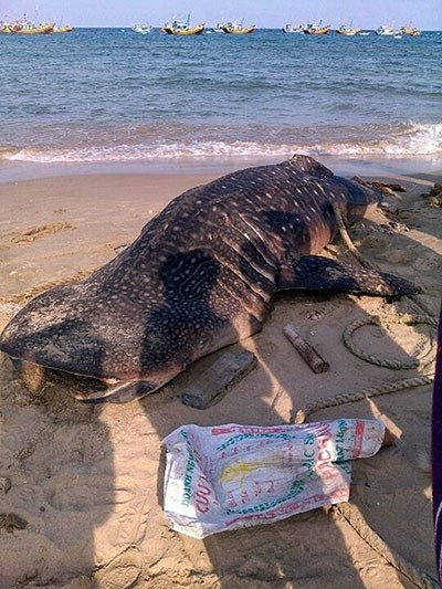 Xác cá voi dạt vào bờ biển Bình Thuận được gọi là cá Ông Thông