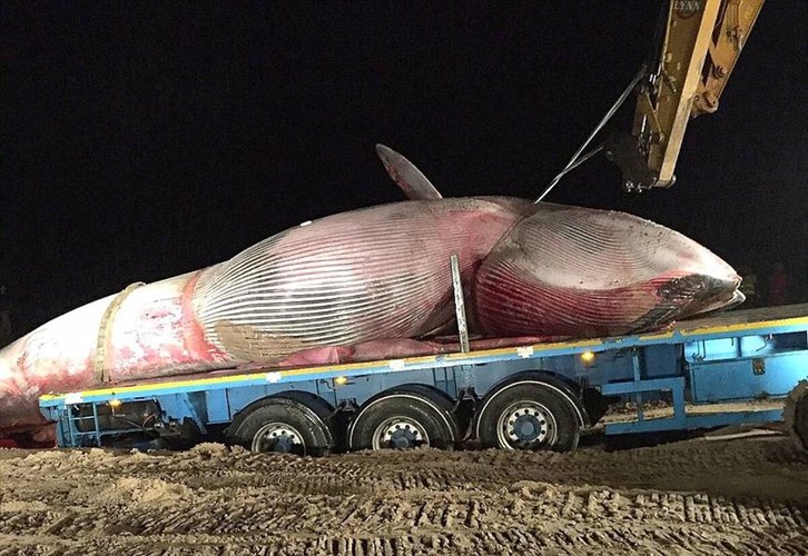 Cơ quan chức năng gặp khó khăn trong việc cứu hộ cá voi khổng lồ
