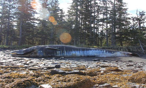 Cá voi vây mắc kẹt trên đảo Kodiak, Alaska. Ảnh: Bree Witteveen