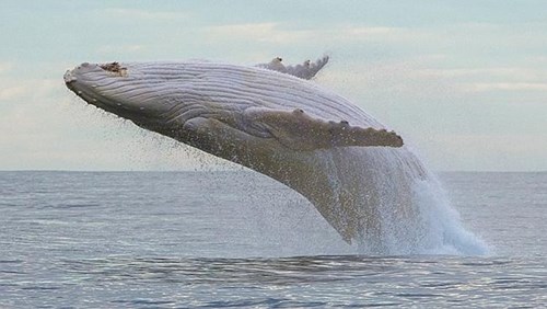 Migaloo là chú cá voi lưng gù trắng siêu hiếm 