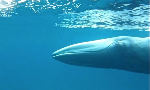 Hình ảnh cá voi quý hiếm nhất thế giới Omura do nhóm nghiên cứu ghi lại. Ảnh: Salvatore Cerchio
