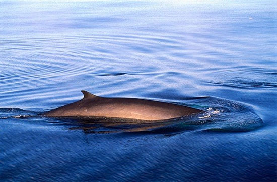 Chú cá voi có giọng hát 52hz cao bất thường, là một hiện tượng lạ gây chú ý với các nhà thám hiểm