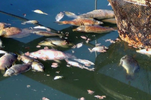 tình trạng cá chết hạng loạt tại Đồng Nai 