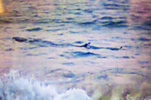 Cá lạ xuất hiện ở Phú Yên