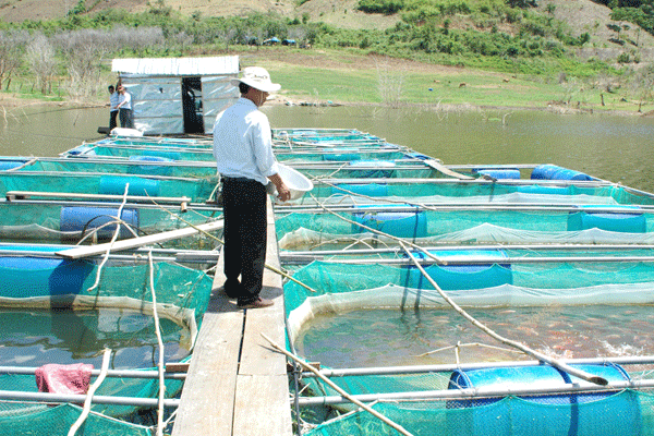 Mô hình nuôi cá lồng thủy điện ở Quảng Nam cho năng suất chất lượng cao