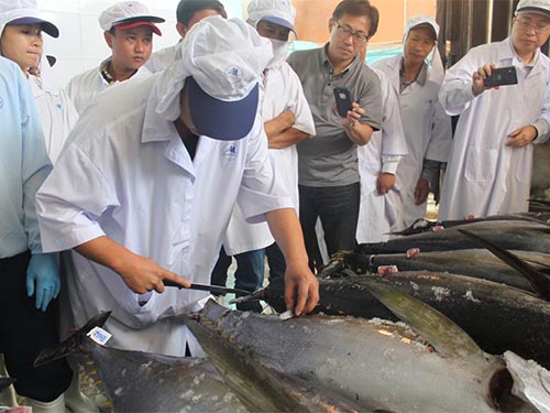 Cá ngừ Biển Đông của Việt Nam xuất khẩu sang Nhật Bản được giá do đánh bắt theo phương thức mới