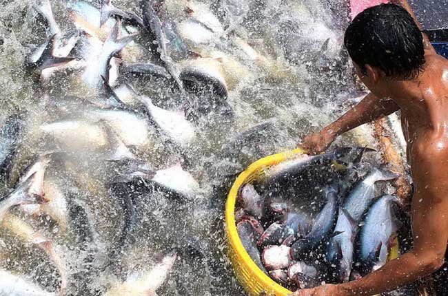 Hà Nội: Dùng cây thuốc nam chữa bệnh cho cá