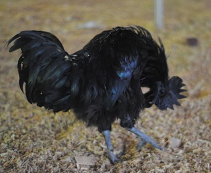 Động vật quý hiếm, gà đen Indonesia được trưng bày tại triển lãm Giang Võ có giá hon 2000 USD
