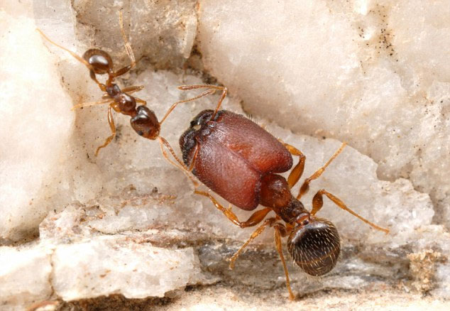 Kiến đầu to là một loài kiến độc và ăn thịt hung dữ