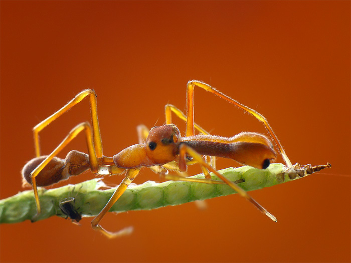 Nhện kiến có thể giả trang như kiến vàng.