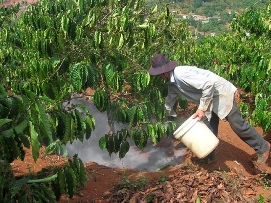 Kỹ thuật bón phân cũng đóng vai trò quan trọng trong việc đảm bảo năng suất, chất lượng của cây cà phê