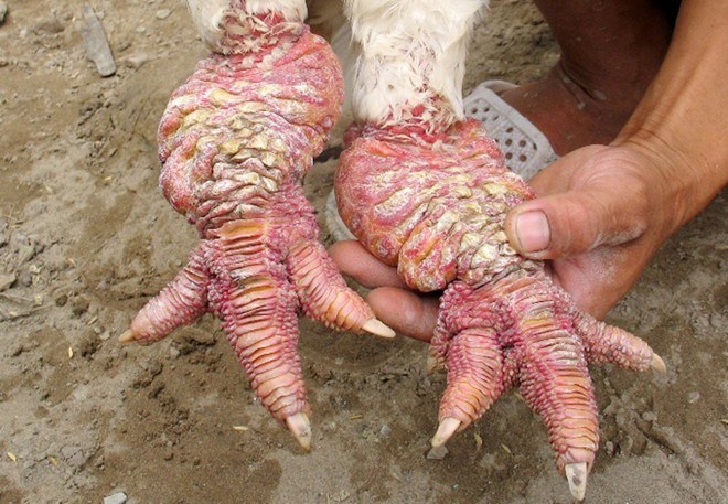 Một trong những cách chọn gà Đông Tảo thuần chủng là dựa vào đặc điểm của màu lông và chân gà