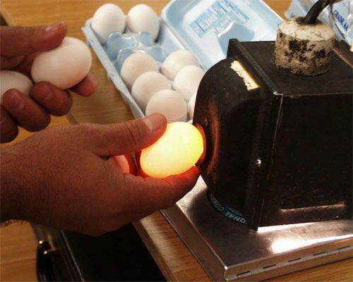 Soi trứng dưới ánh sáng là một cách chọn trứng tươi ngon mà các nhà nội trợ có thể sử dụng