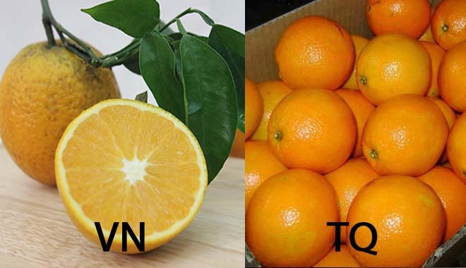 Cách phân biệt cam Trung Quốc và cam Việt Nam