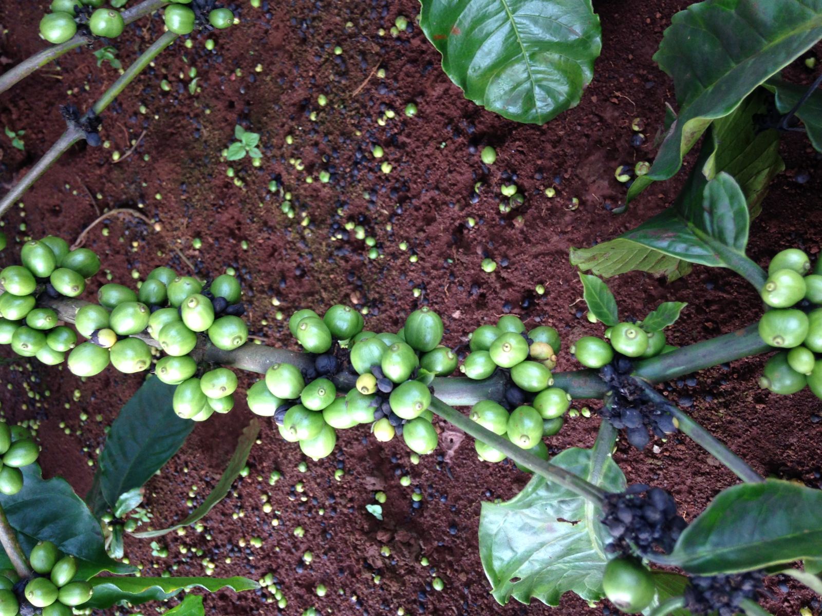 Người trồng có thể khắc phục tình trạng rụng quả cà phê bằng cách bón phân cân bằng