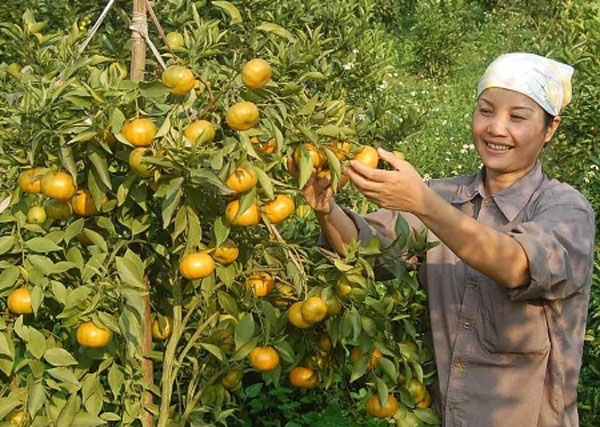 Người dân Cao Phong làm giàu từ trái cam