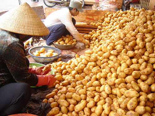 Cấm khoai tây Trung Quốc là biện pháp nguy hiểm