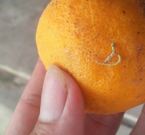 Có những sợi trắng dài mọc ra từ bên trong quả cam