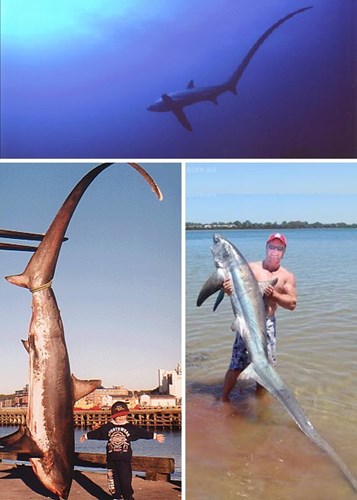 Cá mập Thresher có chiếc đuôi dài