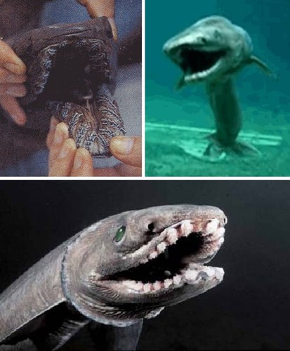 Cá mập diềm có bộ hàm kỳ quái