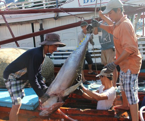 Tàu câu cá ngừ đại dương cập cảng đều có lãi lớn nhờ được mùa, được giá.