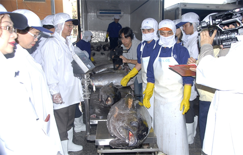 Quy trình kiểm tra cá ngừ đại dương đạt tiêu chuẩn xuất khẩu đi Nhật Bản