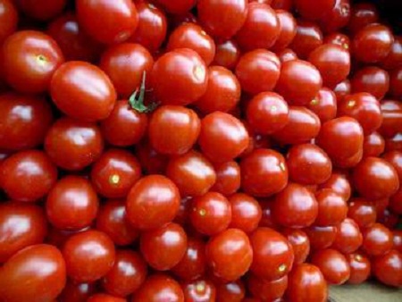 Kỹ thuật trồng cây cà chua bi
