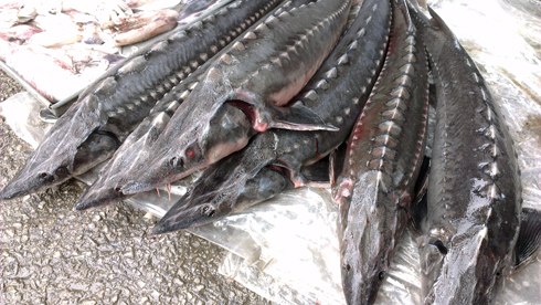 Vĩnh Phúc: Nghiên cứu, thử nghiệm thức ăn viên tự chế cho cá Tầm