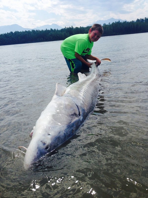Con cá tầm khổng lồ do Kegan câu được nặng tới 270kg
