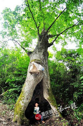 Cận cảnh cây cổ thụ thu hút khách du lịch ở Trùng Khánh, Trung Quốc