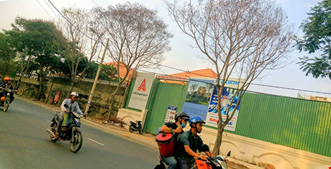 ba cây lim sét trên đường Nguyễn Văn Hưởng (quận 2) cũng chết khô