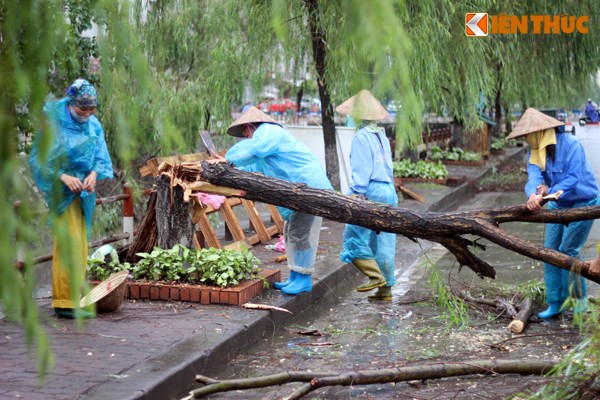 Công ty Cây xanh Hà Nội cử người đến thu dọn hiện trường, khắc phục sự cố cây đổ trên đường Phạm Hùng