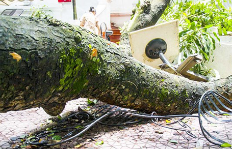 Vụ cây xanh Hà Nội đổ gục trong mưa còn khiến một nhà hàng thiệt hại nặng vì bị cành xà cừ đè bẹp, làm hư hỏng nhiều bàn ghế
