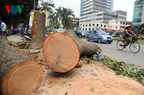 Những gốc cây xà cừ lâu năm bị đốn hạ trên đường Nguyễn Chí Thanh