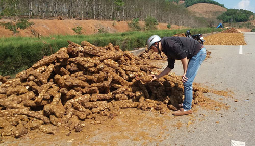 Bán tháo cây thuốc quý cho Trung Quốc