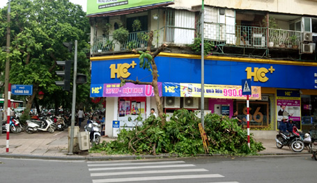 cây trên phố Hàng Bài bị chặt trộm