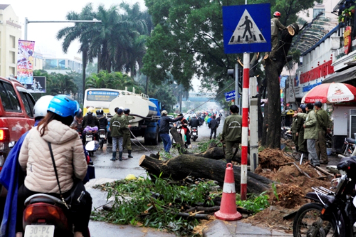 cây xanh bị chặt cây xanh bị chặt