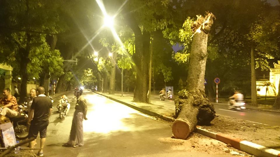 Cây xanh đổ ở Hà Nội