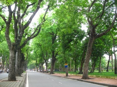Trong năm 2015 này Hà Nội sẽ thay thế 4.500 cây không đúng chủng loại (cây cấm trồng) trên 190 tuyến phố