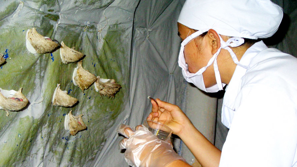 Chăn nuôi chim yến, sản xuất nước yến là hàng hóa chủ lực của Ninh Thuận