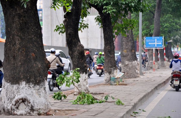 Hàng cây xà cừ ở đường Nguyễn Trãi sẽ bị chặt hạ, dải phân ở giữa cũng bị xóa bỏ để chống ùn tắc