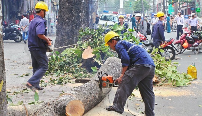 Hiện đã tạm dưng việc chặt cây xanh trên đường phố Hà Nội