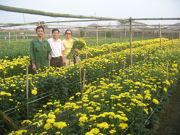 Chọn tạo giống hoa cúc mới bằng đột biến phóng xạ