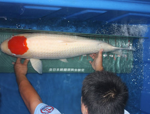 Cá Koi dòng Tancho dài 90cm.