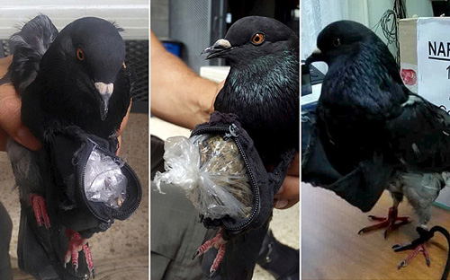 chim bồ câu đưa ma túy là cocaine và cần sa vào một nhà tù ở thành phố San Jose, Costa Rica